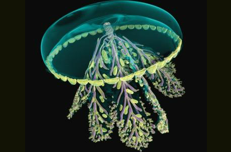 medusa blaschka
